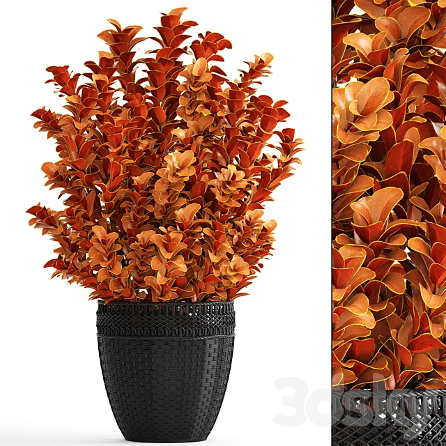 Berberis thunbergii Barberry Thunberg bushes landscaping garden pot outdoor pot bush black basket rattan 3D Model Berberis thunbergii Barberry Thunberg bushes landscaping garden pot outdoor pot bush black basket rattan 3D Model