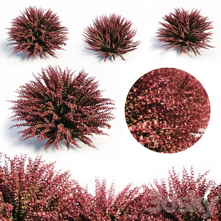 Berberis Thunbergii (Red Barberry) 3D Model