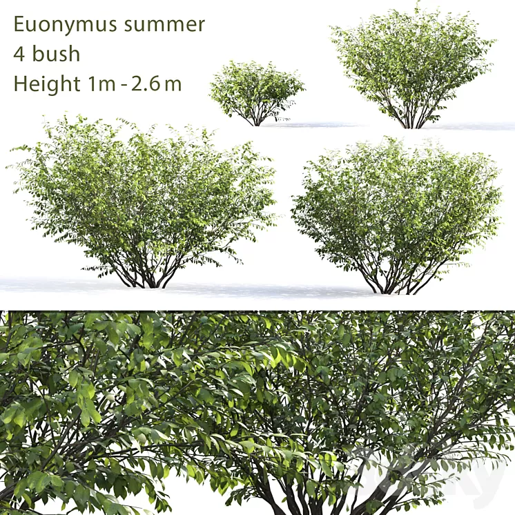 Berezkin # 5 (Summer) 3D Model Berezkin # 5 (Summer) 3D Model