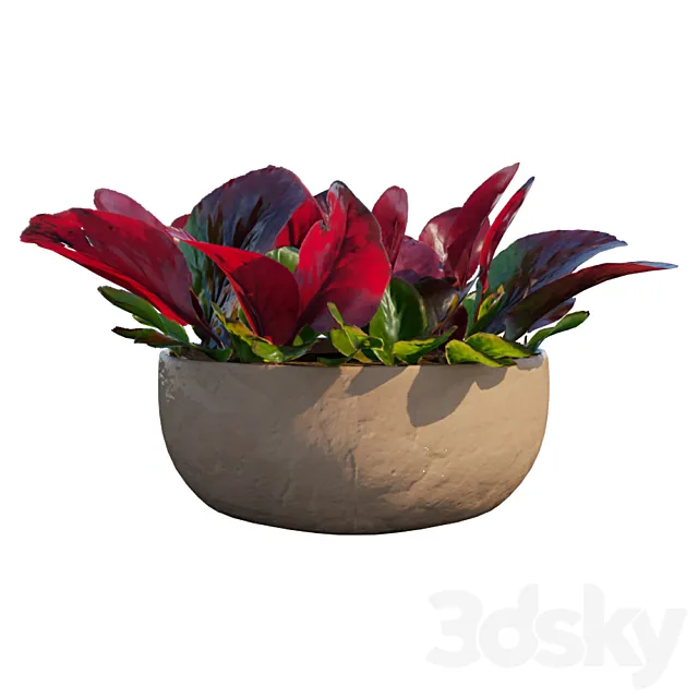 Bergenia bergenia plant 3D Model