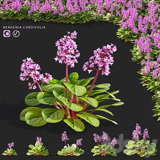 Bergenia cordifolia flowers | Bergenia cordifolia 3D Model