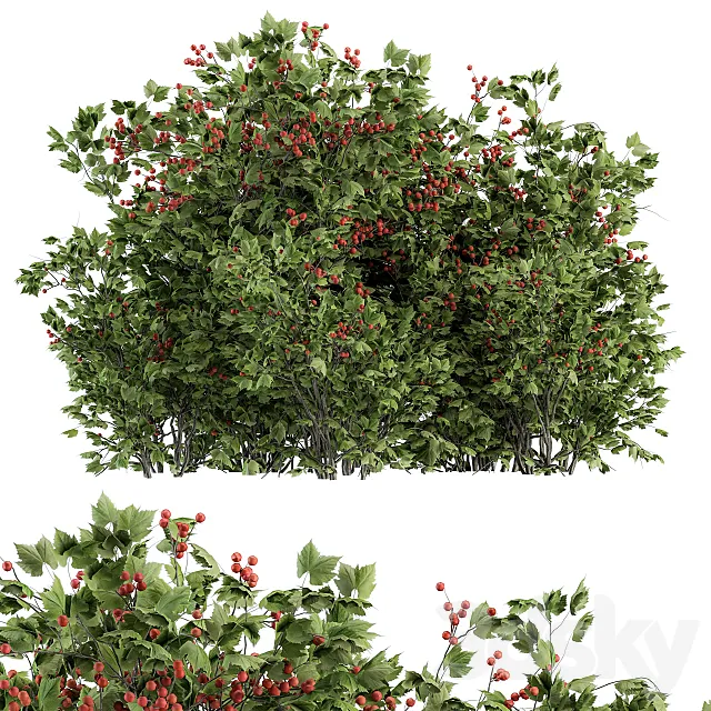 Berry Bush – Bush Set 17 3D Model