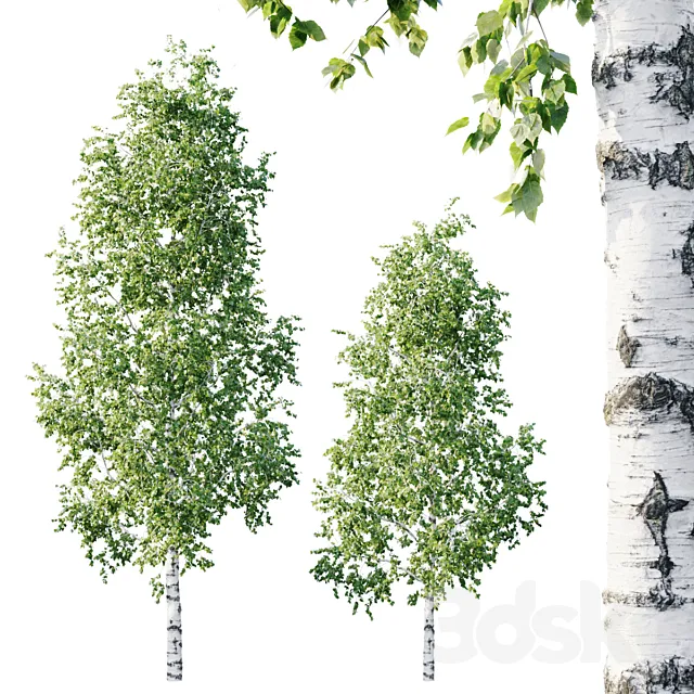 Betula 11.5m – 8.5m 3DModel
