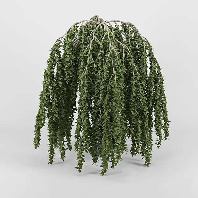 Betula 3D Model Betula 3D Model