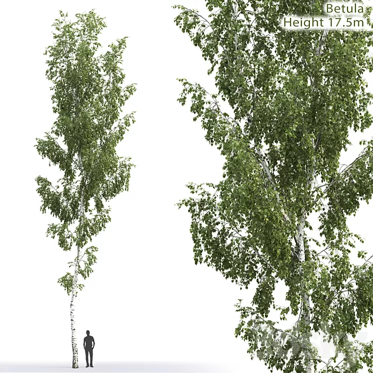 Betula 3D Model