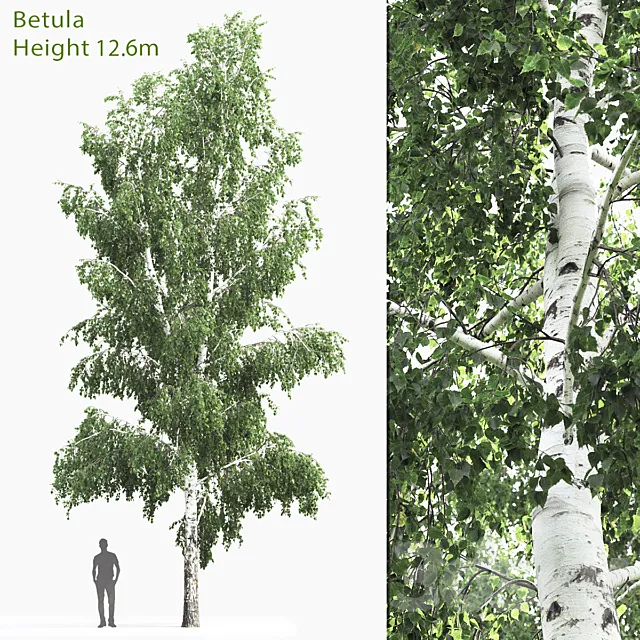 Betula # 4 (12.6m) 3D Model Betula # 4 (12.6m) 3D Model