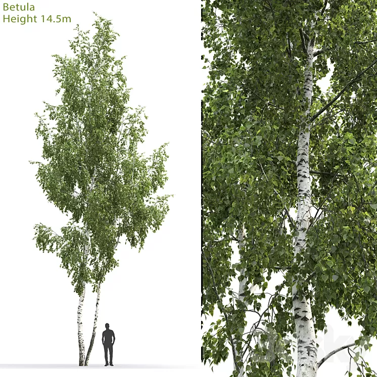 Betula # 6 (14.5m) 3D Model