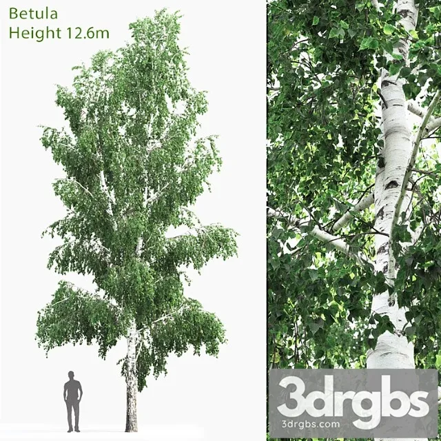 Betula _1