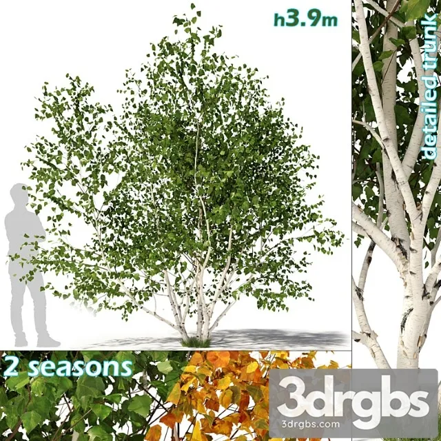 Betula pendula multi stem v01