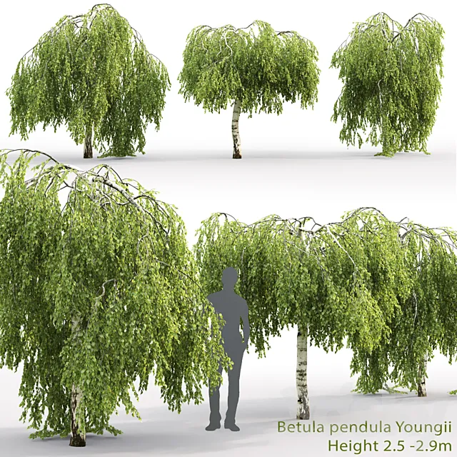 Betula pendula Youngii # 2 (2.5-2.9m) 3D Model Betula pendula Youngii # 2 (2.5-2.9m) 3D Model