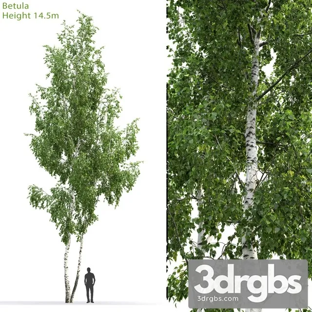 Betula Tree 3D Model Download Betula Tree 3D Model Download