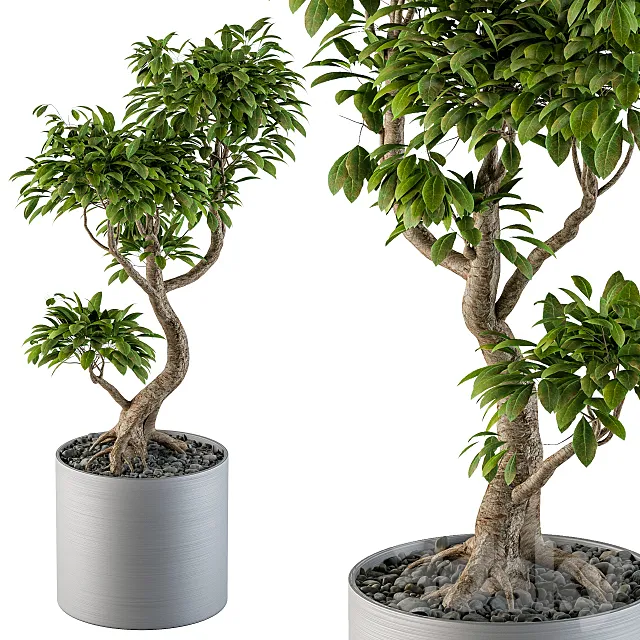 Big Bonsai Indoor Tree 3D Model Big Bonsai Indoor Tree 3D Model