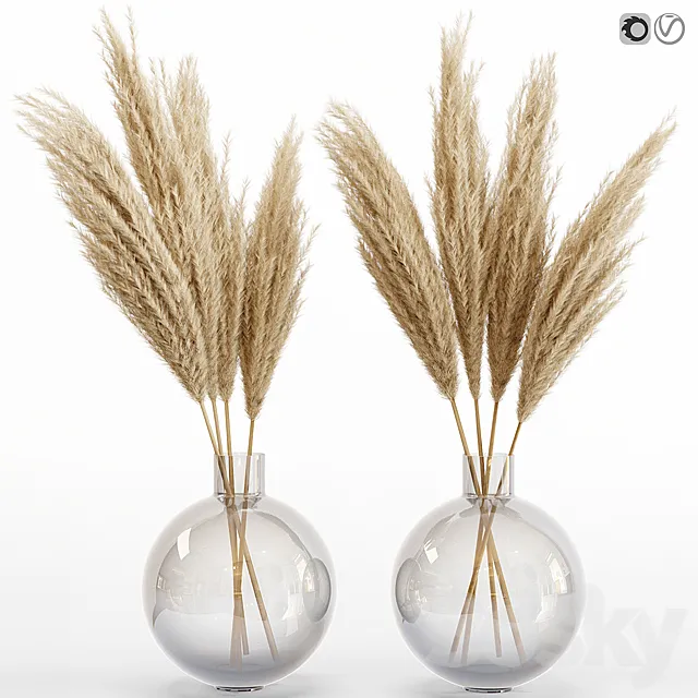 Big dried flower pampas grass in glass vase 6 3DModel