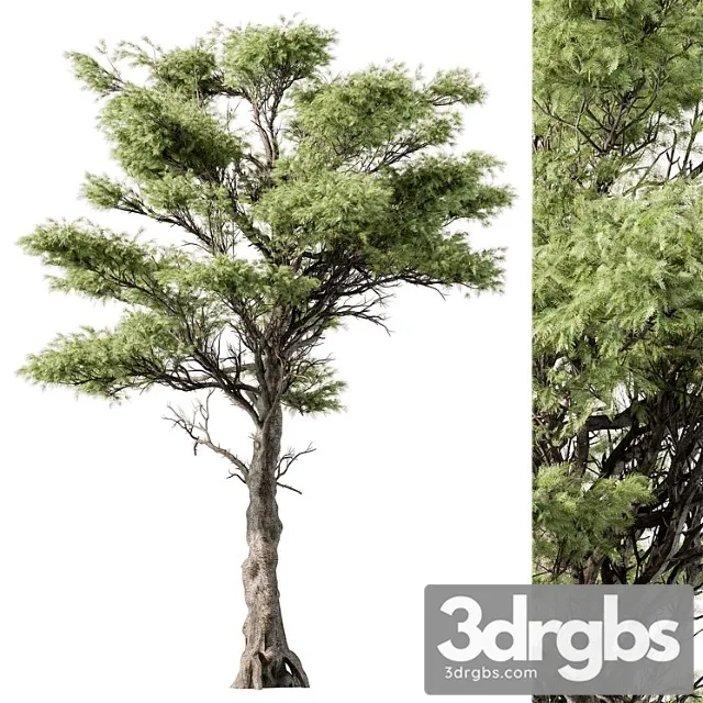 Big Maple Tree Set 148 3D Model Download Big Maple Tree Set 148 3D Model Download