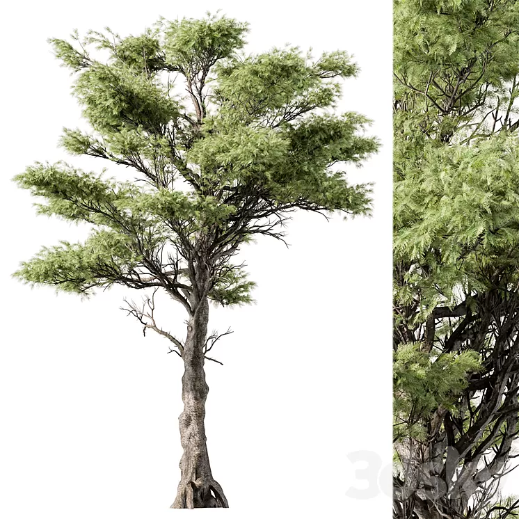 Big Maple Tree – Set 148 3D Model Free Download