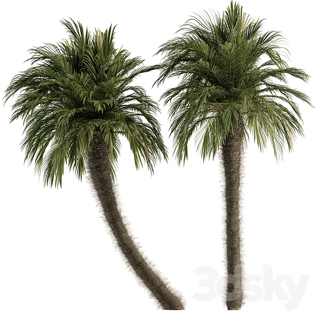 Big palm Date Tree Fluff Bark – Tree Set 87 3D Model