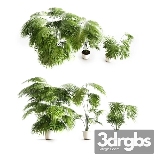 Big Palms 3D Model Download