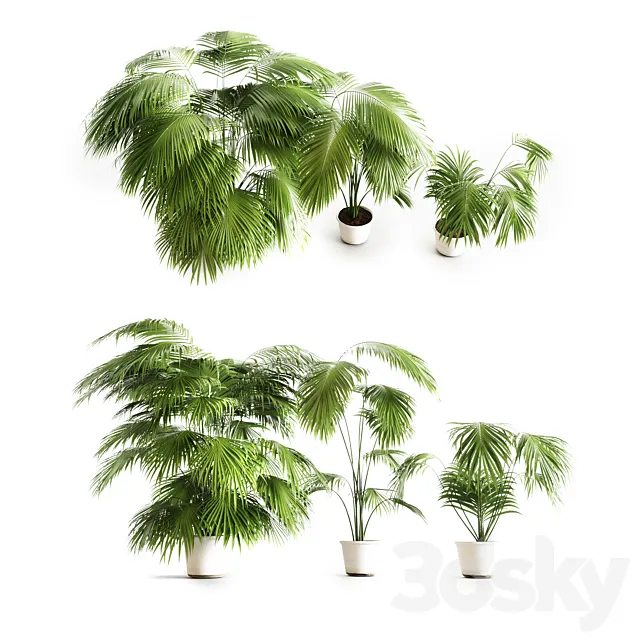 Big palms 3D Model Big palms 3D Model