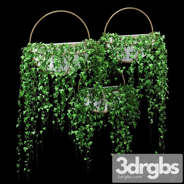 Bigler ivy Bigler ivy