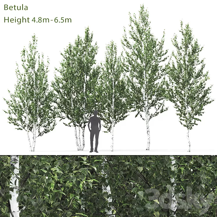 Birch 3D Model