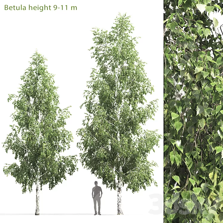 Birch 3D Model