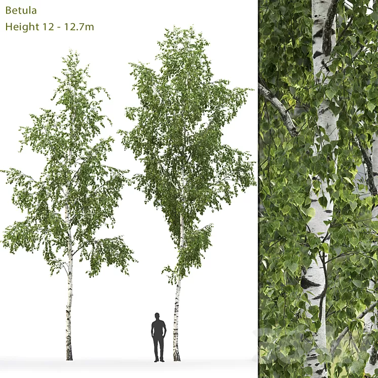 Birch 3D Model