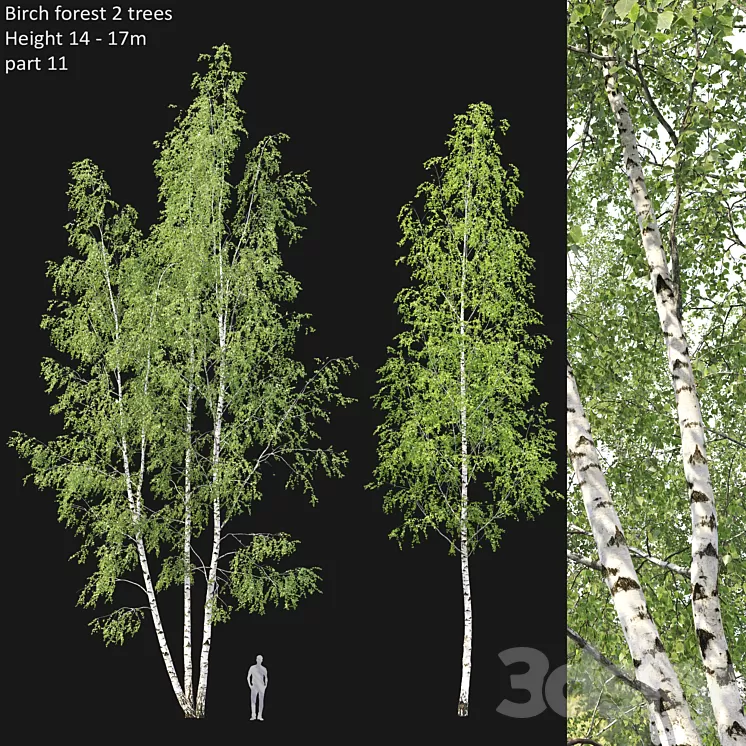 Birch 3D Model