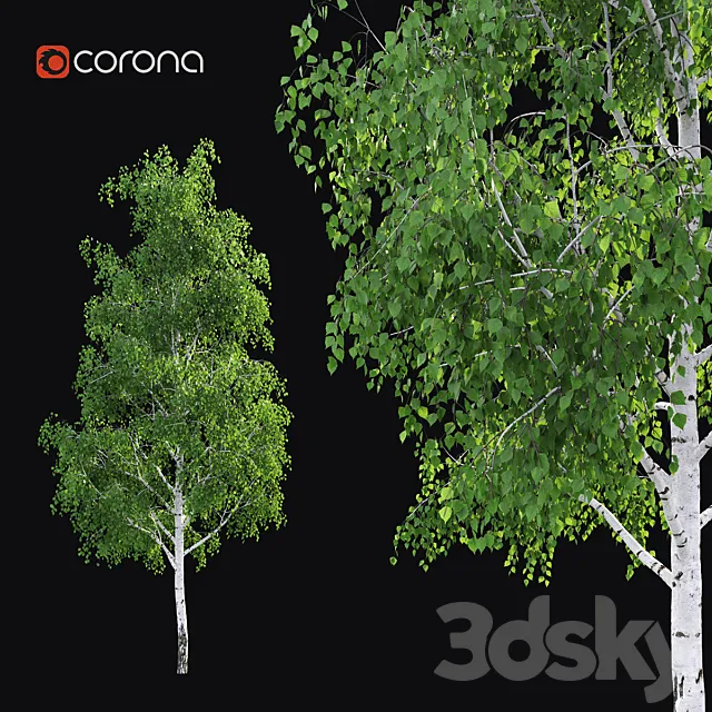 Birch 3D Model Birch 3D Model