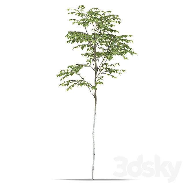 Birch 3D Model Birch 3D Model
