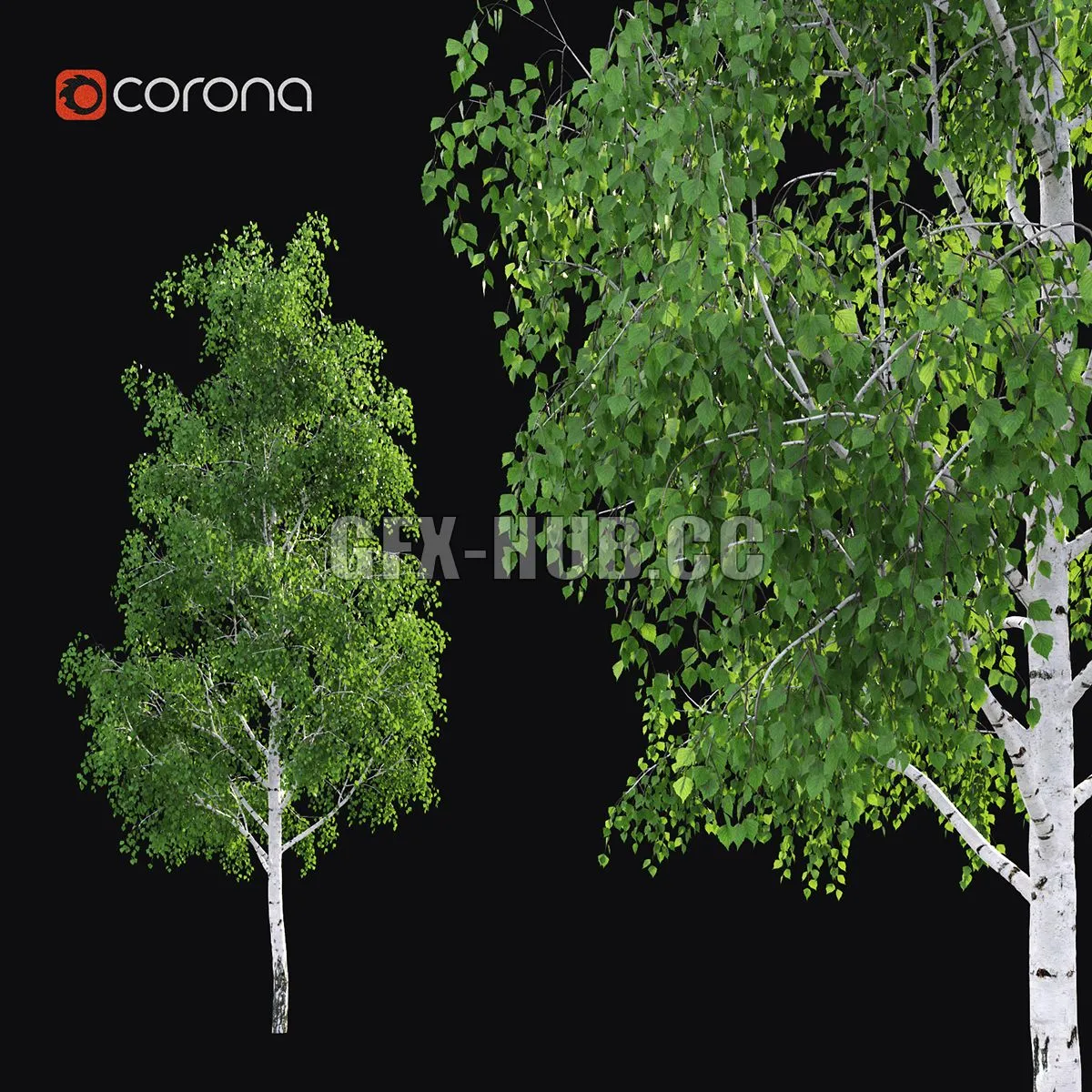 Birch 3D Model