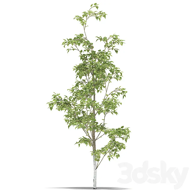 Birch 3DModel Birch 3DModel