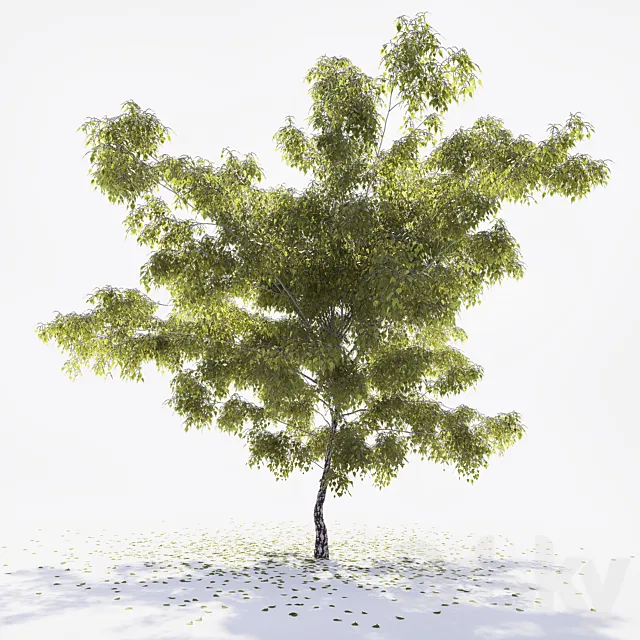Birch 3DModel Birch 3DModel