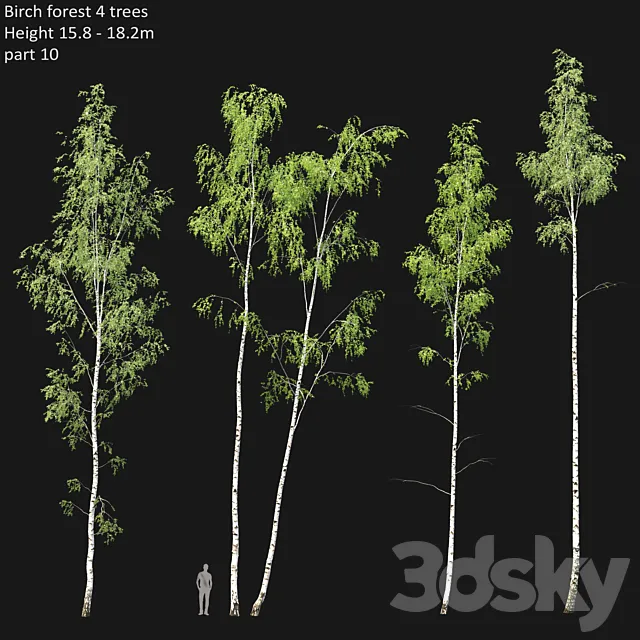 Birch 3DModel