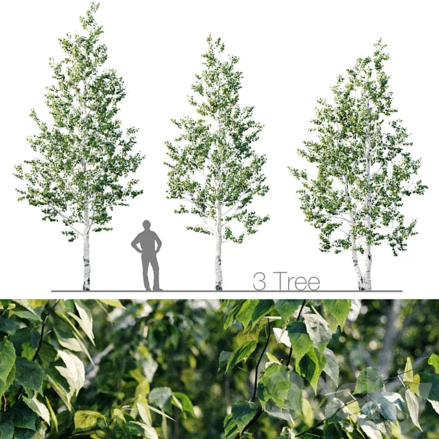 Birch 8m – 7m 3D Model