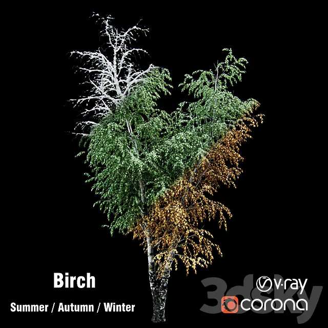 Birch _ summer _ fall _ winter 3DModel Birch _ summer _ fall _ winter 3DModel