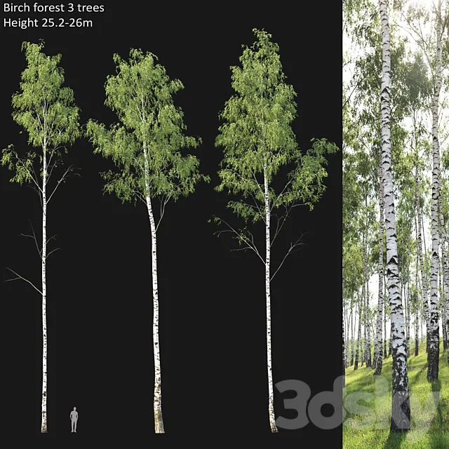 Birch forest part 1 3D Model