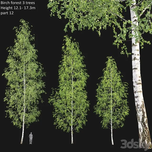 Birch forest part 12 3D Model