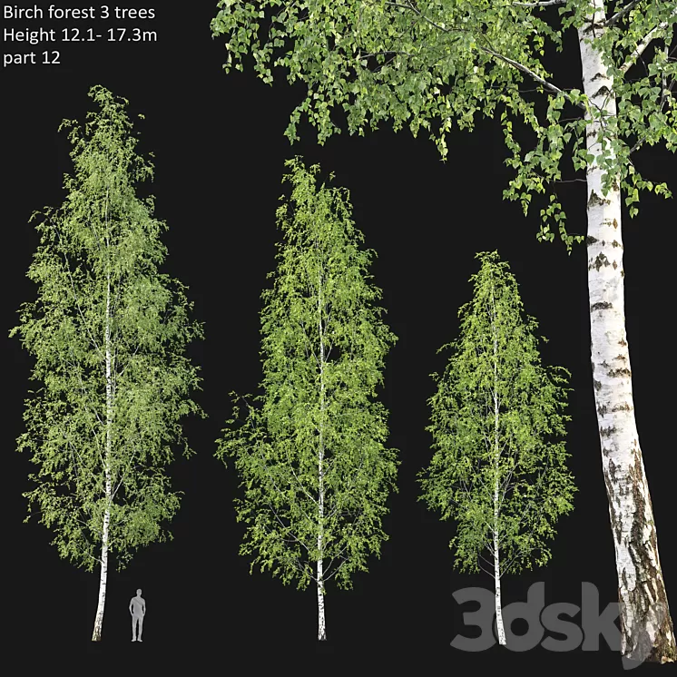 Birch forest part 12 3D Model