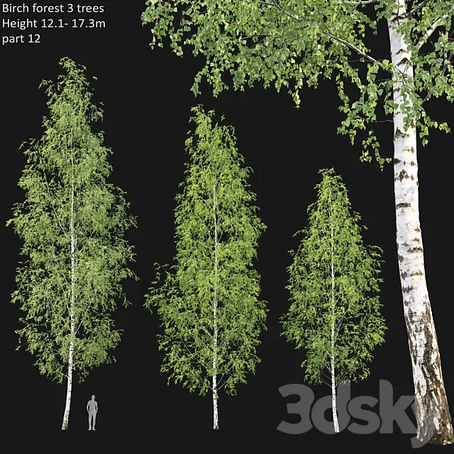 Birch forest part 12 3DModel