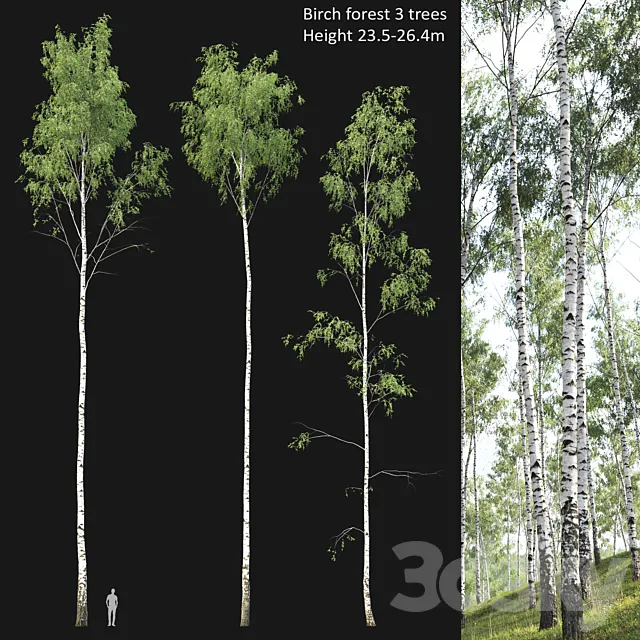 Birch forest part 2 3D Model