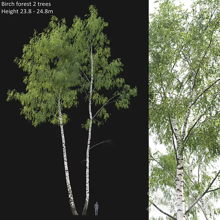Birch forest part 7 (23.8-24.8m) 3D Model