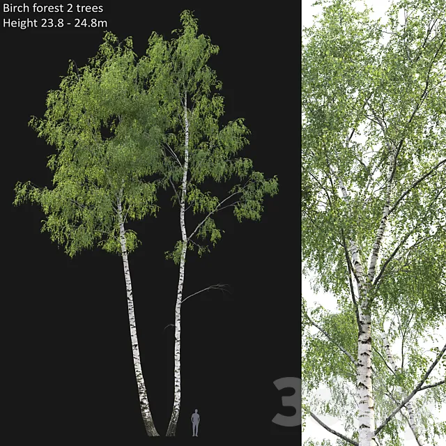 Birch forest part 7 (23.8-24.8m) 3DModel