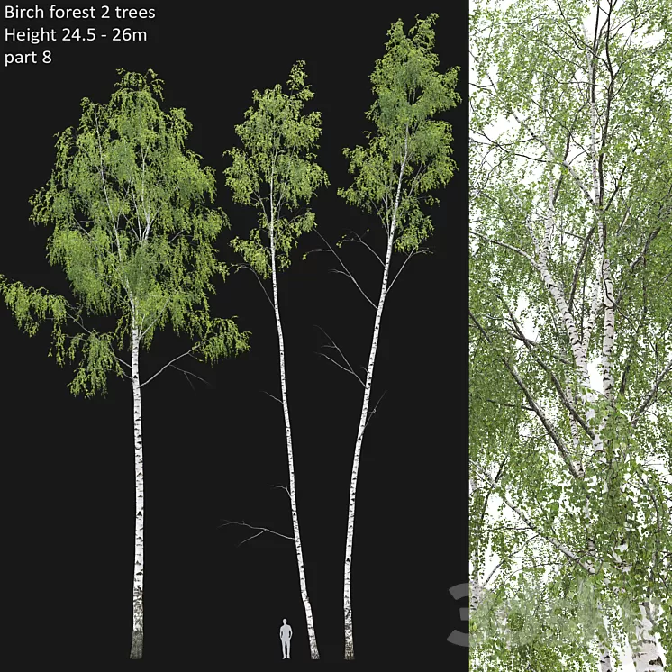 Birch forest part 8 3D Model