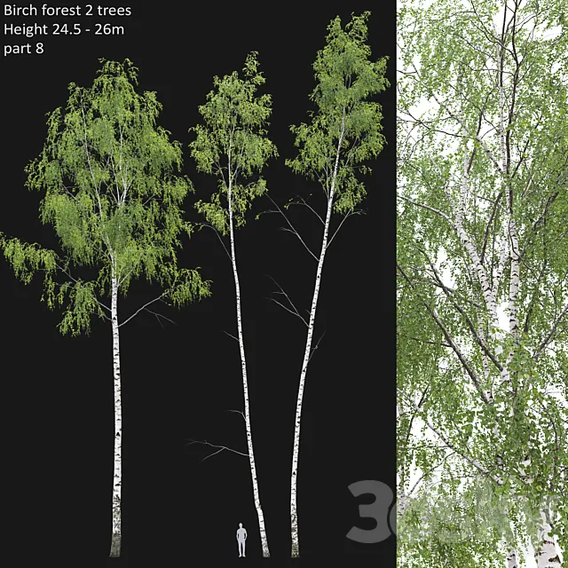 Birch forest part 8 3DModel