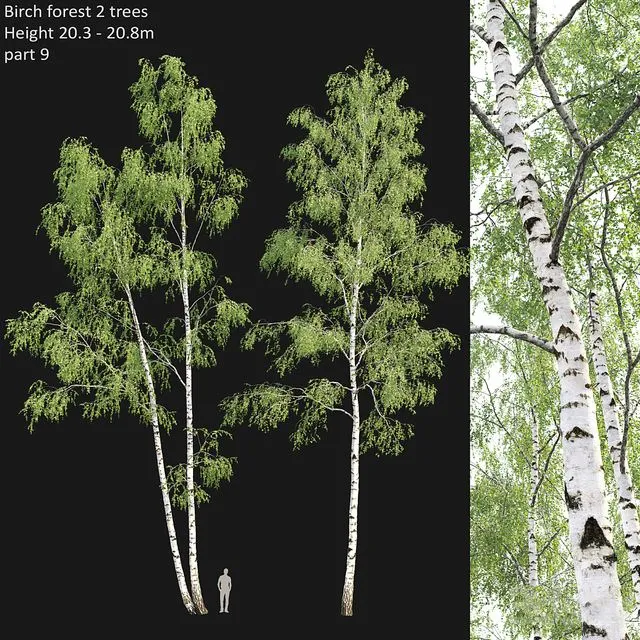 Birch forest part 9 3D Model