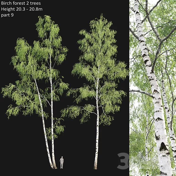 Birch forest part 9 3D Model