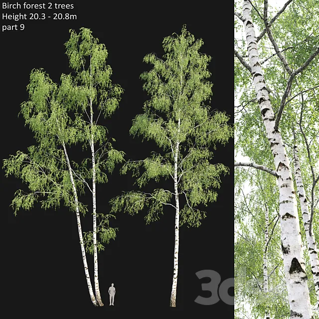 Birch forest part 9 3DModel