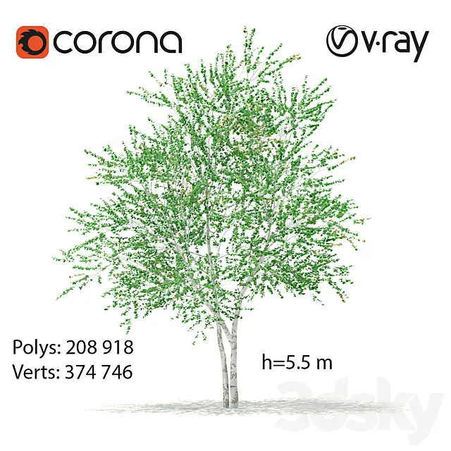 Birch tree 3D Model Birch tree 3D Model