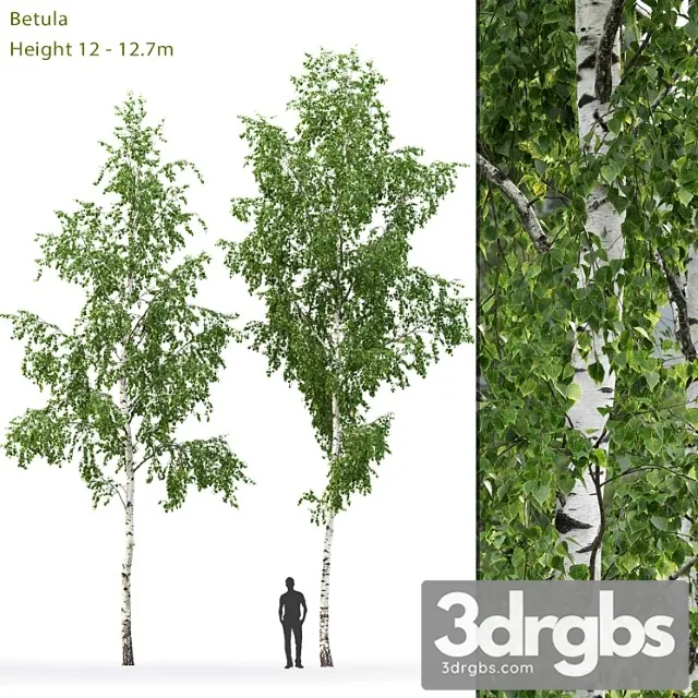 Birch Tree 4 3D Model Download Birch Tree 4 3D Model Download