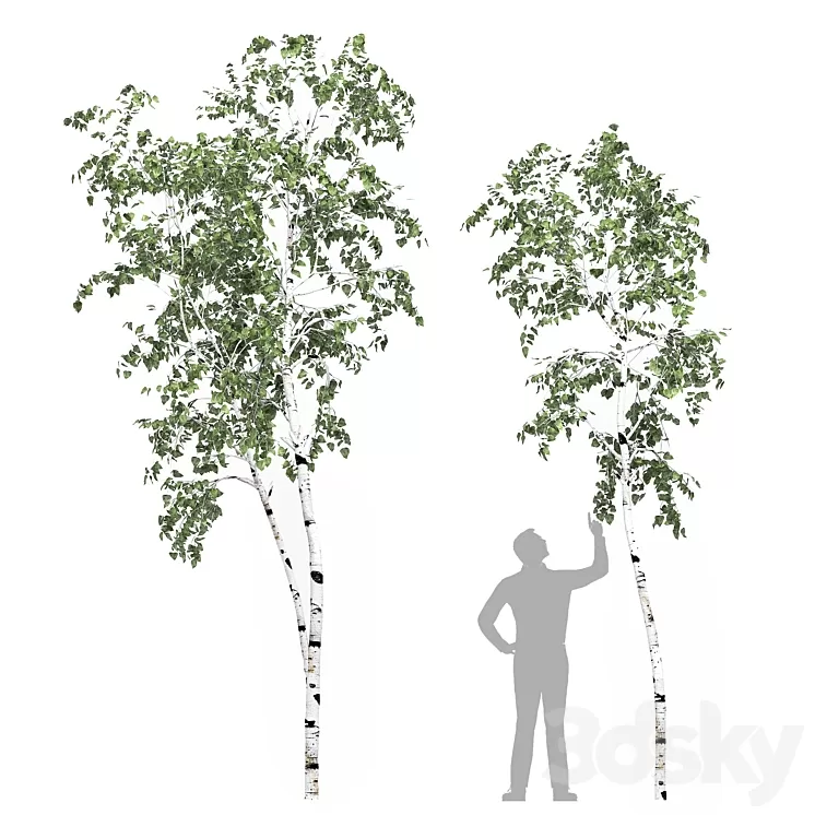 Birch tree set 8 3D Model Birch tree set 8 3D Model
